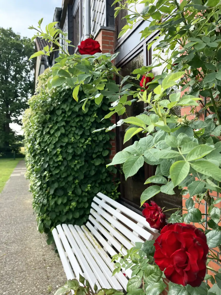 Bank vorm Haus mit Rosen